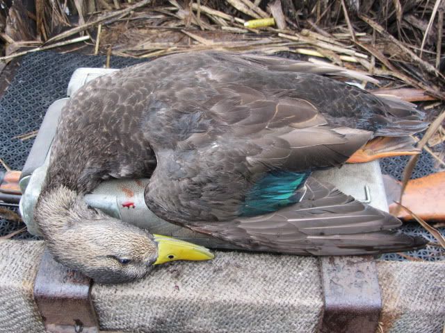 PASS A LOUTRE WMA HUNT intelligence overview